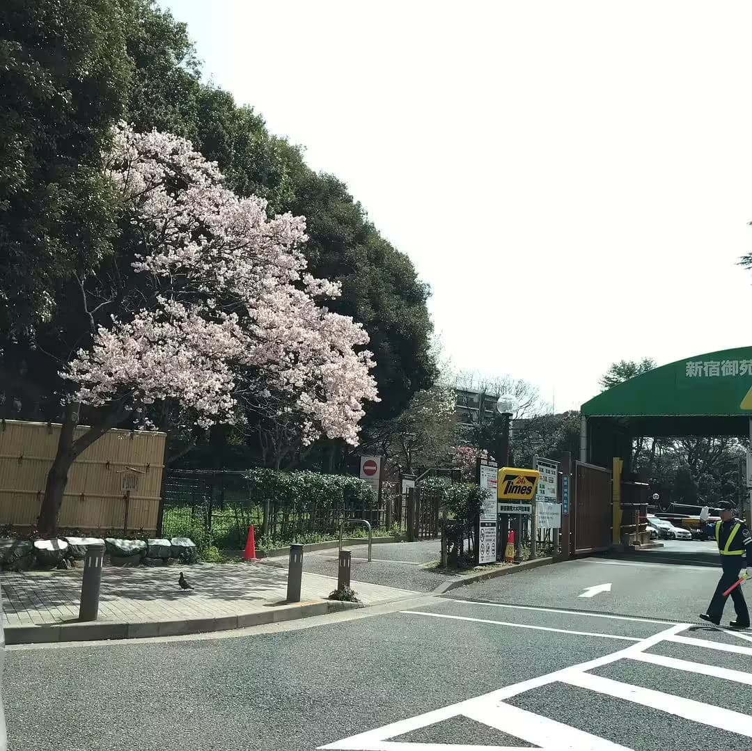 Picture of sakura taken from taxi ride